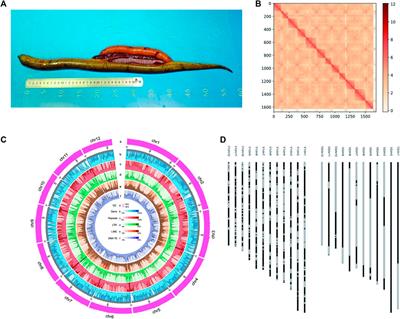 Chromosome-Scale, Haplotype-Resolved Genome Assembly of Non-Sex-Reversal Females of Swamp Eel Using High-Fidelity Long Reads and Hi-C Data